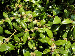 شمشاد معمولی